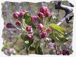 apple blossom