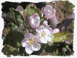 apple blossom