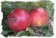 apples