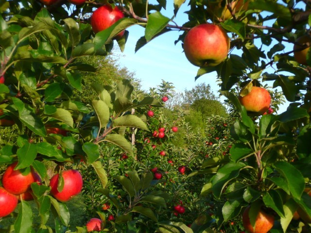apples