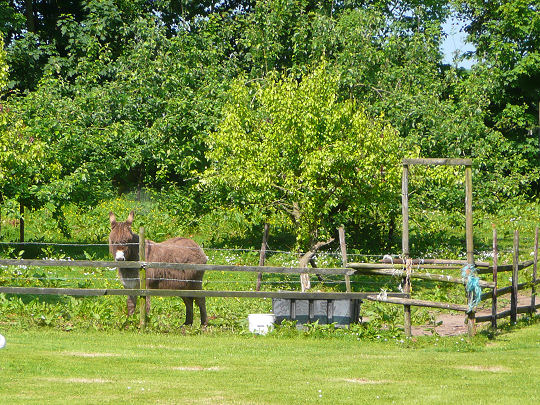 Donkey