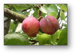 plums