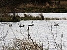 Cabragh wetlands