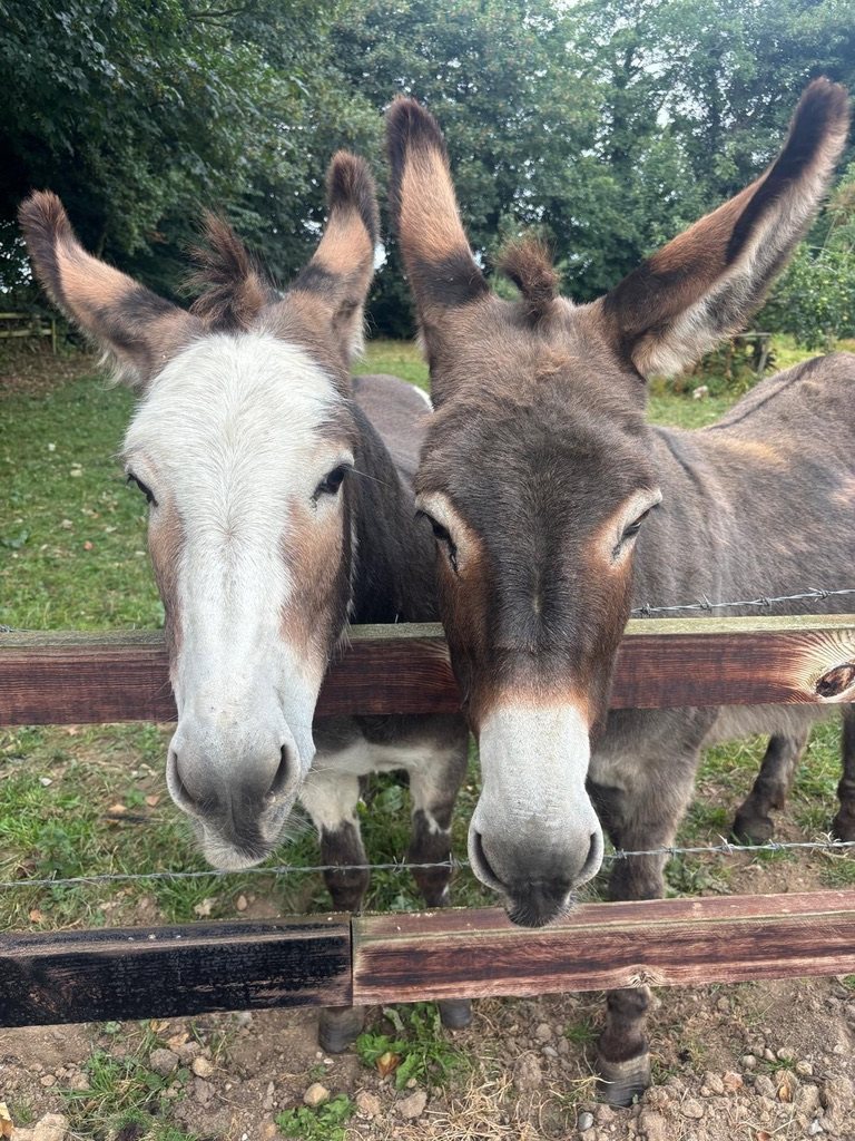 Two of the donkeys looking over the fence at The Apple Farm