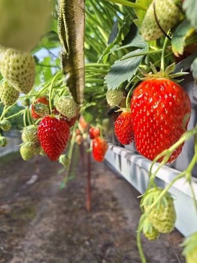 Ripe strawberries growing on the plants