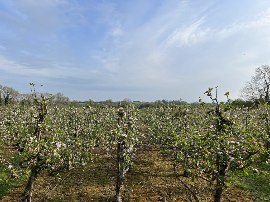 Rows of apple trees in blossom at The Apple Farm