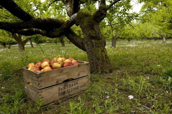 An old F.A.C. Traas apple crate from Biezelinge, full of apples, under an apple tree