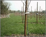 Orchard after