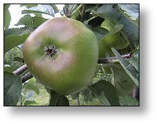 Bramley apple