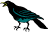 Crow