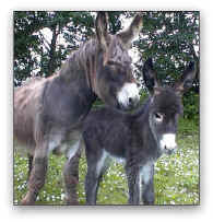 Donkey and foal