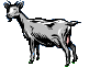 Goat