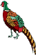 Pheasant